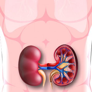  NEPHROLOGIST (KIDNEY)